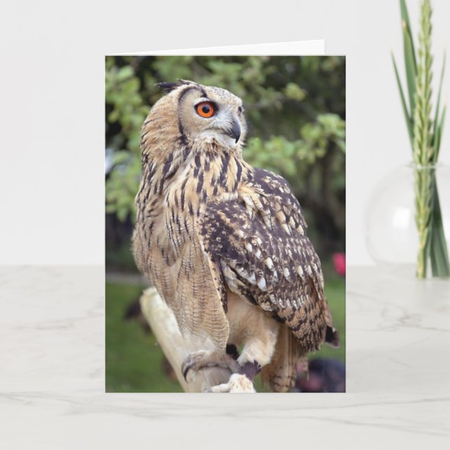 Grand hibou sur des cartes de voeux de barrière (Devant)