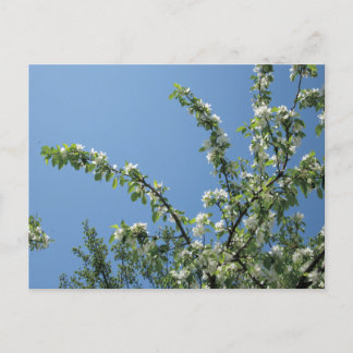 Grand Hotel, Mackinac Island, Mich. Postcard