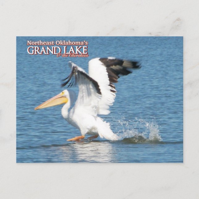 Grand Lake Oklahoma post card pelican1 (Front)