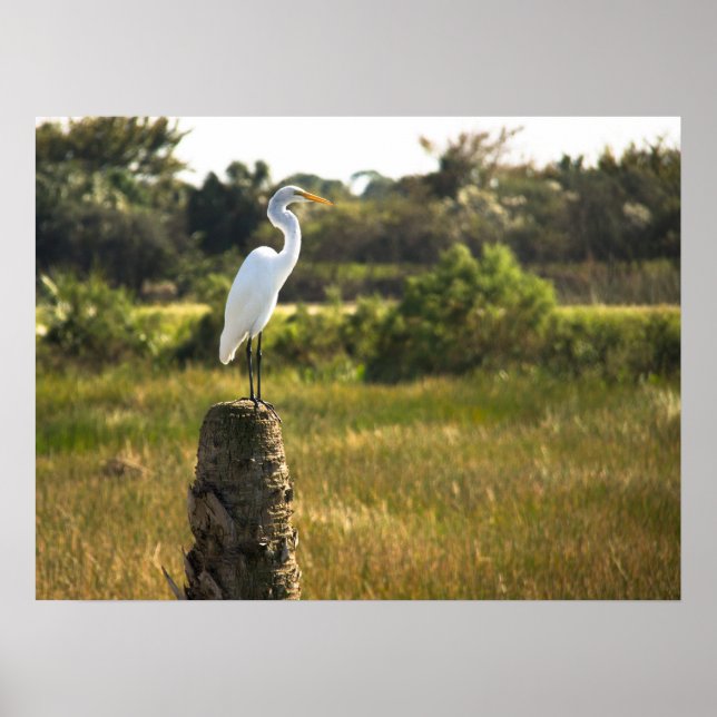 Grand Oiseau d'aigrettes à Viera Poster des zones  (Devant)