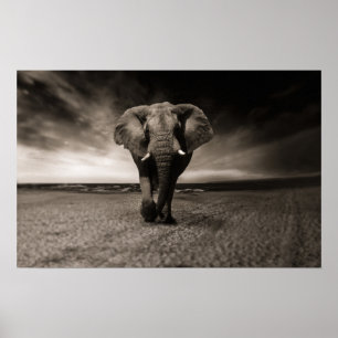 Grand poster d'éléphant Imprimer
