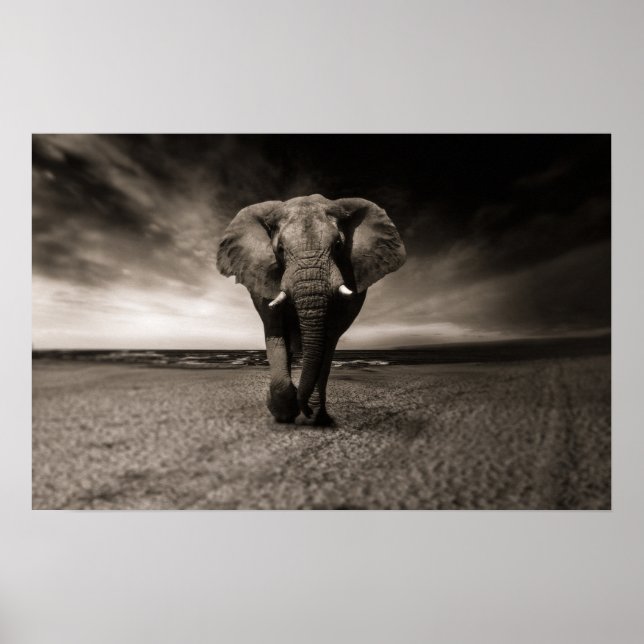 Grand poster d'éléphant Imprimer (Devant)