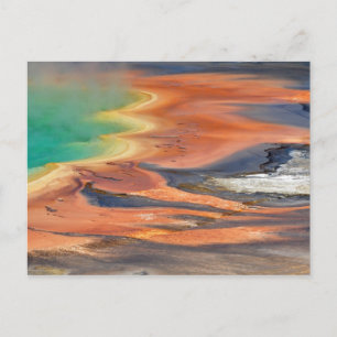 Grand Prismatic Spring Runoff Postcard
