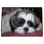 Chien de Shih Tzu