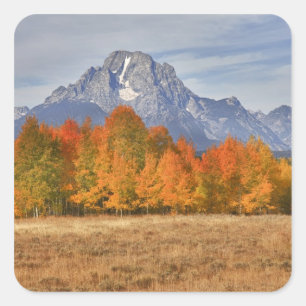 Grand Teton NP, Mount Moran and aspen trees Square Sticker