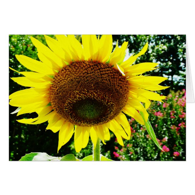 Grand tournesol jaune (Devant horizontal)