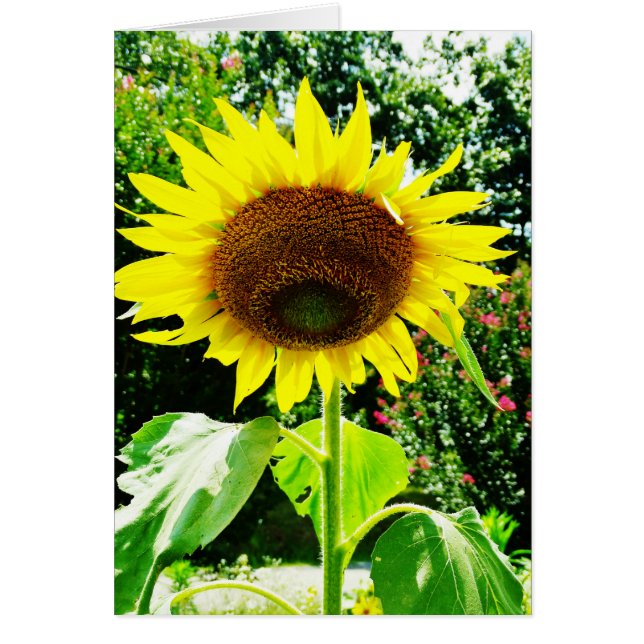 Grand tournesol jaune (Devant)
