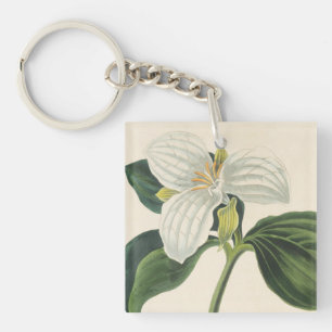 Grand Trillium fleuri