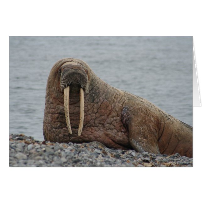 Grand Walrus sur rochers (Devant horizontal)
