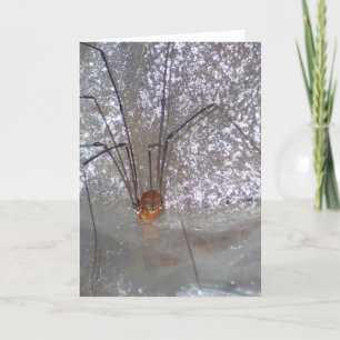 Grandaddy Longlegs Card