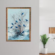 Grandalas birds gather in winter