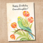 Granddaughter Happy Birthday Parakeet with Tulips Card<br><div class="desc">Parakeet tulip watercolor birthday card fora granddaughter featuring a delicate hand painted budgie perched among soft blooming tulips on a warm,  peaceful background. Created with gentle colour and botanical detail,  this elegant design offers a heartfelt and calming way to celebrate your granddaughter on her special day.</div>