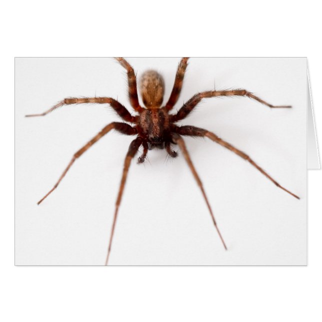 Grande araignée effrayante (Devant horizontal)