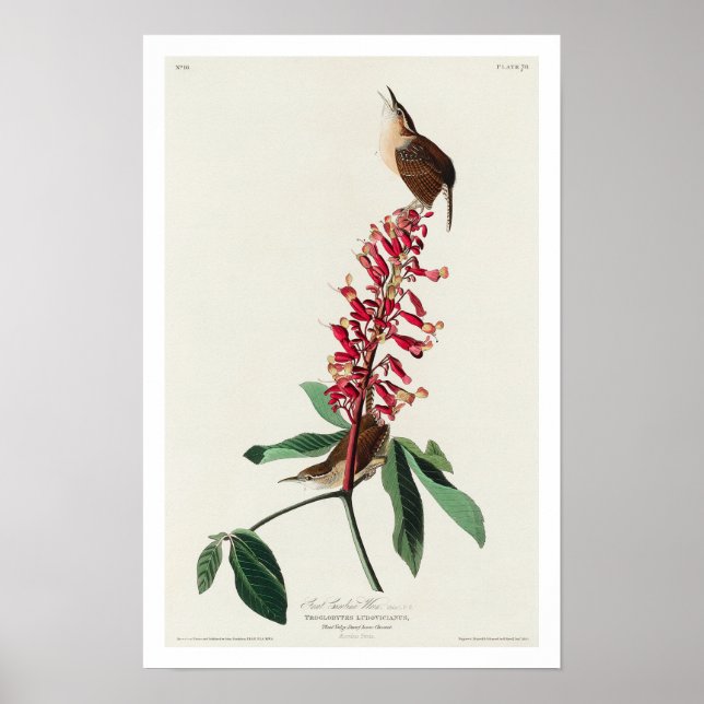 Grande Caroline Wren par Audubon Poster (Devant)