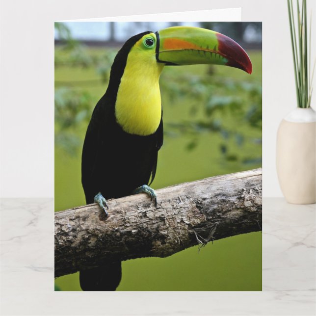 GRANDE CARTE D'ANNIVERSAIRE DES OISEAUX TOUCAINS (Devant)