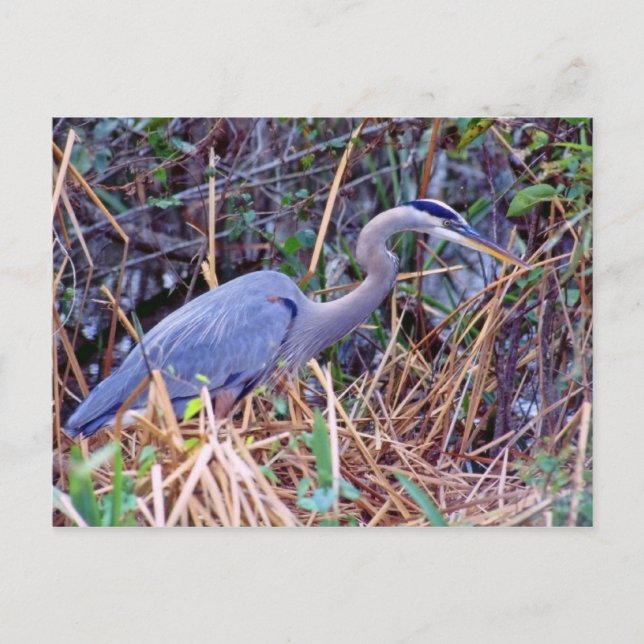 GRANDE CARTE POSTALE BLUE HERON (Devant)