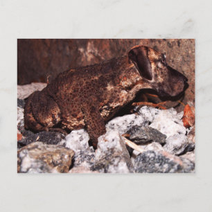 Grande carte postale de crapaud