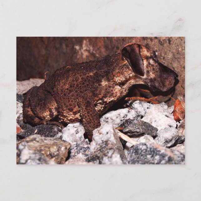 Grande carte postale de crapaud (Devant)