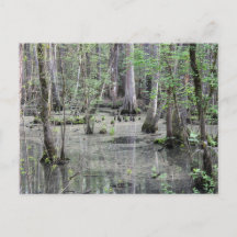 Grande carte postale de marais tressé