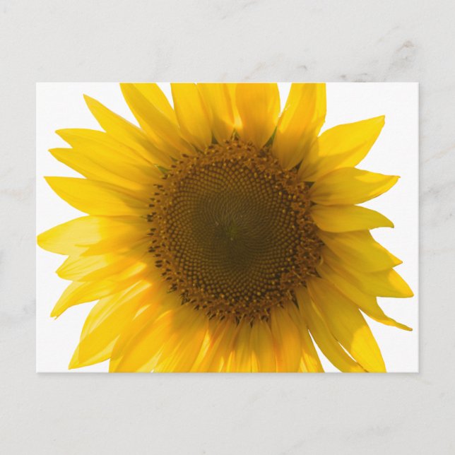 Grande carte postale de tournesol (Devant)