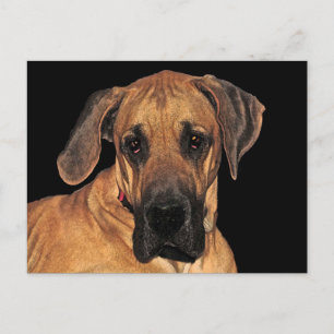 Grande carte postale Géant Géant Doux Dane