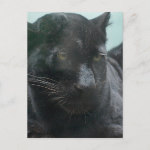 Grande carte postale Panneaux noirs