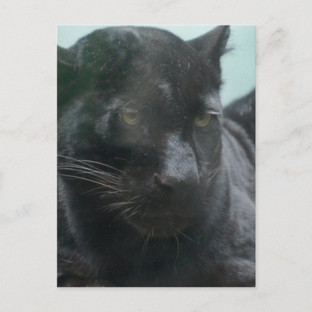 Grande carte postale Panneaux noirs (Devant)