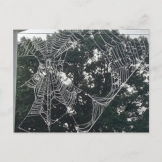 grande carte postale web d'araignée