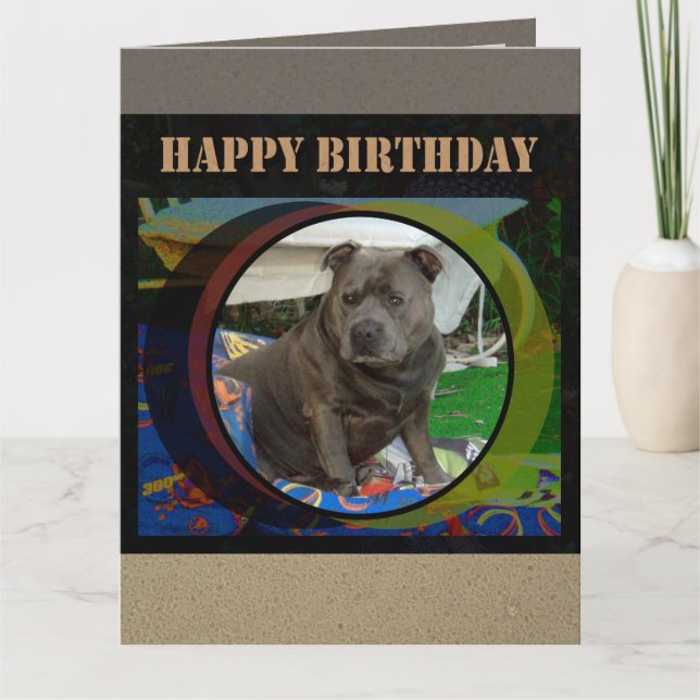 Grande carte | Staffordshire Bull Terrier annivers (Devant)