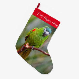 Grande Chaussette De Noël Hahn's Mini Macaw / Macaw à épaulettes rouges