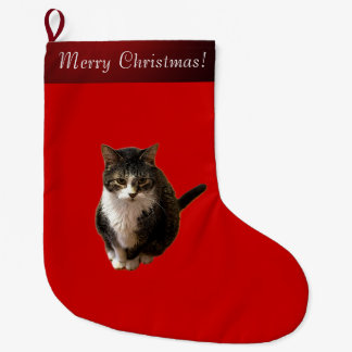 Grande Chaussette De Noël Photo de chat