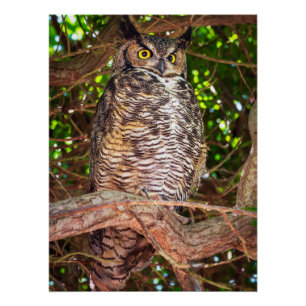 Grande Chouette Hibou Art Mural Impression d'ois
