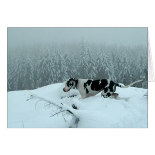 Grande Dane "Cash" Dans La Neige