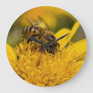 Grande Horloge Ronde Abeille africaine de miel avec l'alimentation de