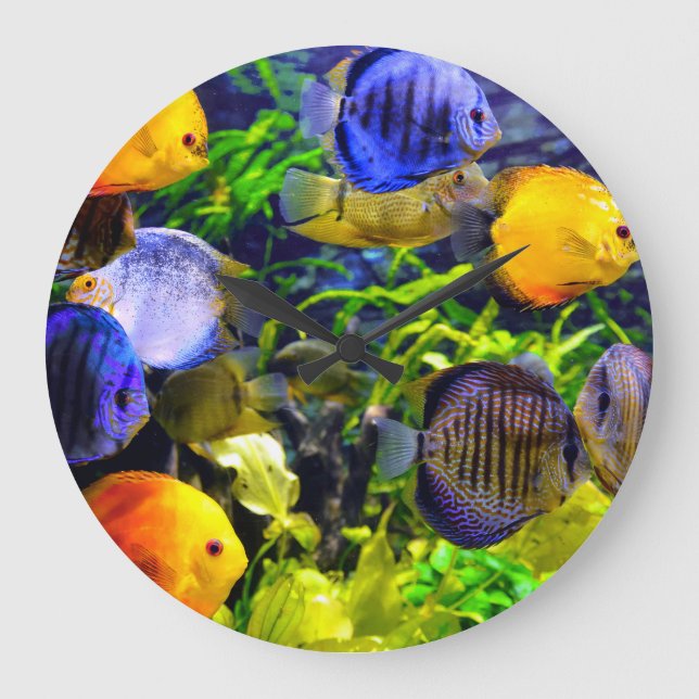 Grande Horloge Ronde Aquatic Tropical Sea Fish (Recto)