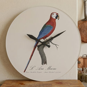 Grande Horloge Ronde Ara chloroptère