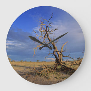 Grande Horloge Ronde Arbre Épine de Chameau Mort (Acacia Erioloba)
