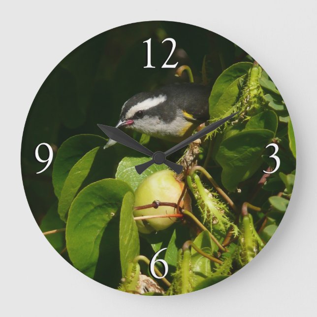 Grande Horloge Ronde Bananaquit Bird Mange Photographie tropicale (Recto)