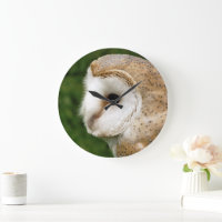 BARN OWLS