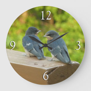 Grande Horloge Ronde Bébé Grange hirondelle Nature Oiseau Photographie