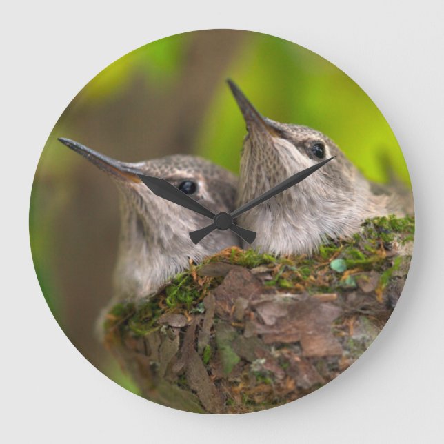 Grande Horloge Ronde Bébé hummingbirds (Recto)