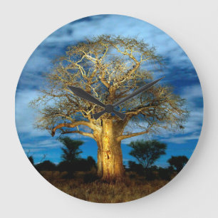 Grande Horloge Ronde Bobab (Adansonia) Arbre Éclairé Par La Lune