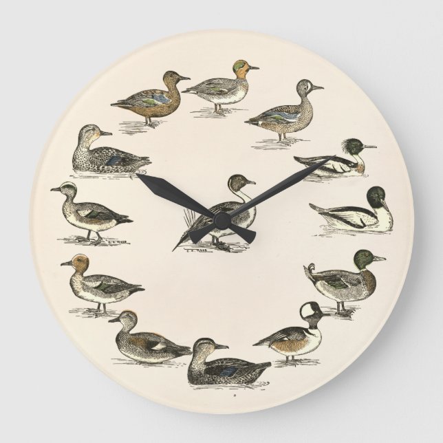 Grande Horloge Ronde Canards d'Amérique du Nord (Recto)