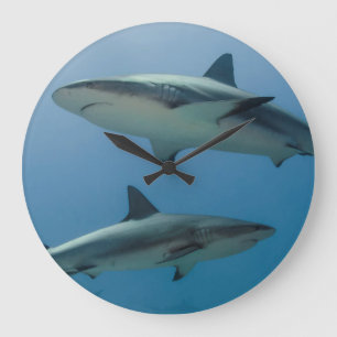 Grande Horloge Ronde Caribbean Reef Shark