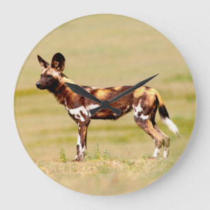Grande Horloge Ronde Chien sauvage africain (Lycaon Pictus) debout