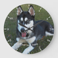 Chiot de Sibérie Husky