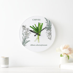 Grande Horloge Ronde Ciboulette — Allium schoenoprasum