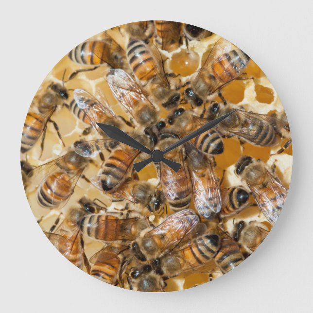 Grande Horloge Ronde Conservation d'abeille à la ferme du miel d'Arlo (Recto)