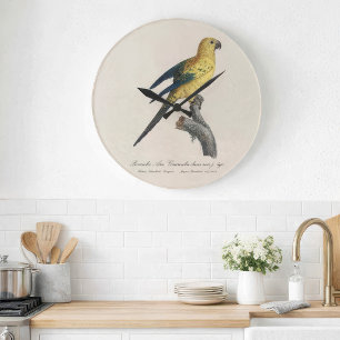 Grande Horloge Ronde Conure soleil ou Aratinga solstitialis