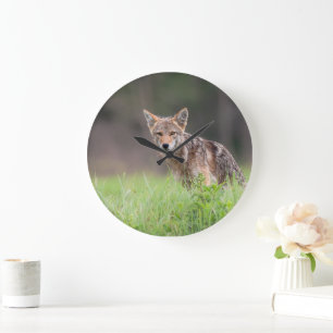 Grande Horloge Ronde Coyote canadien, Photographie animale